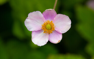 Fototapeta premium Blume