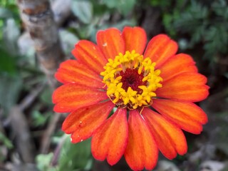 Orange flowers bloom perfectly in the garden
