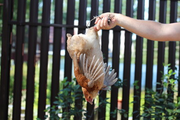 Man holding brown hen upside down. Chicken before slaughter.
