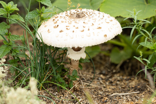 Chlorophyllum molybdites jolie champignon du jardin