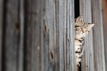 K&auml;tzchen im Stall