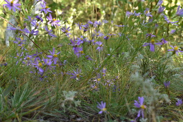 flowers in the field