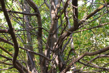 branches of a tree