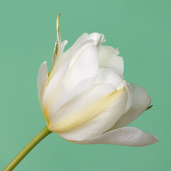 Delicate tulip flower isolated on green background.