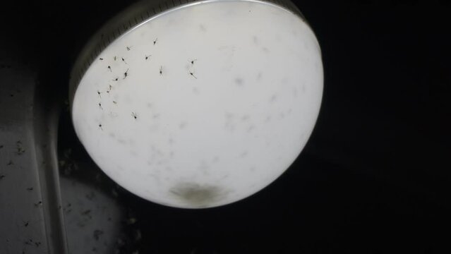 Small midges fly and crawl by the night lamp
