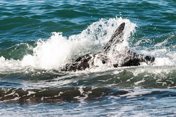 Killer whale hunting sea lions on the paragonian coast, Patagonia, Argentina