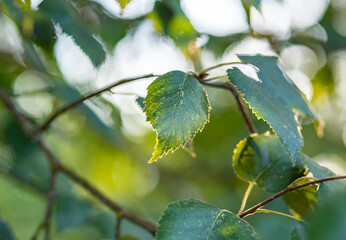 green leaves in the sunlight