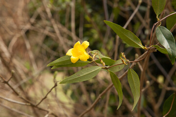 Yellow flower in the garden