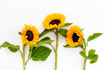 Blooming sunflowers with seeds. Summer or autumn background