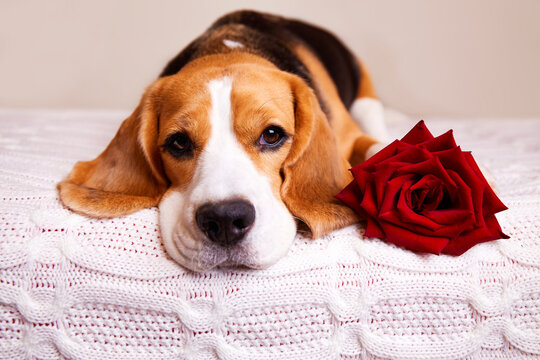 Beagle valentine sales