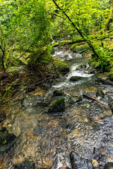 Kennall River in Kennall Vale Nature Reserve, Ponsanooth, Cornwall, United Kingdom