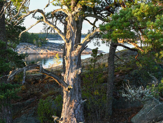 Old pine tree on a rocky island in the archipelago in summer