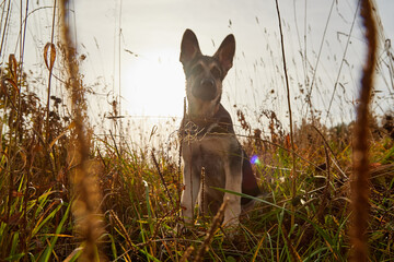 Dog German Shepherd on nature landscape in an autumn or summer day