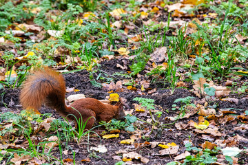 Wild Eurasian red squirrel (Sciurus vulgaris) in Kampinos National Park, Masovia, Poland