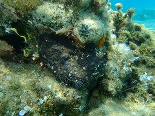 Fototapeta na wymiar Black leather sponge (Sarcotragus spinosulus) undersea, Aegean Sea, Greece, Halkidiki
