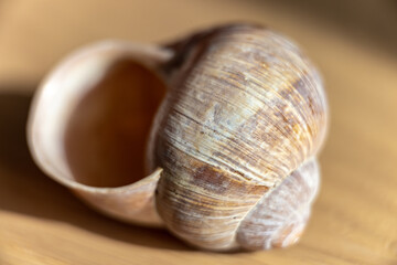 snail on a wooden background