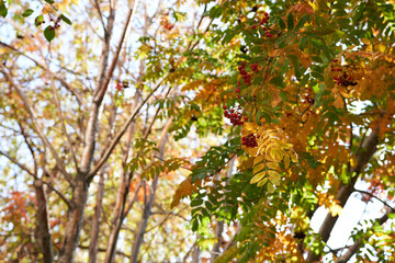 Close-up of a rowan tree in autumn. Autumn leaves with rowan berries. Autumn background.
