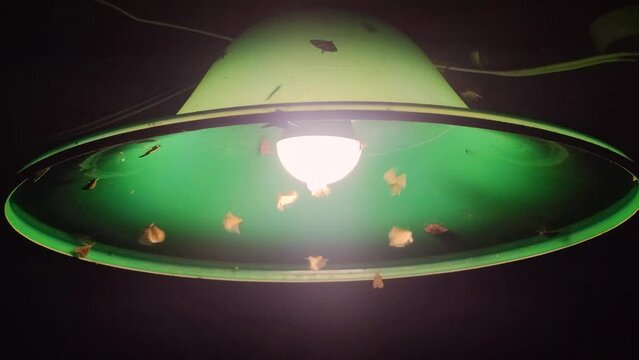 Lamp and insects. Moths flying in lamp light. The moths fly around a lighting lamp in street of night city.