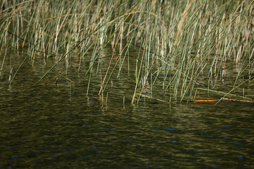 mosses in the water. grasses that grow in the water of a lake. reeds