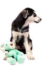 Naklejka na ściany i meble Portrait of a mongrel large puppy with a soft toy. Color black with light tan markings, isolated on a white background