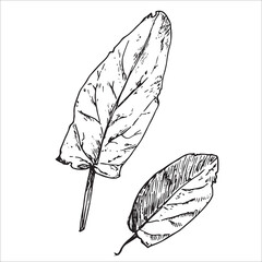 linear vector black and white doodle drawing two leaves of a tree