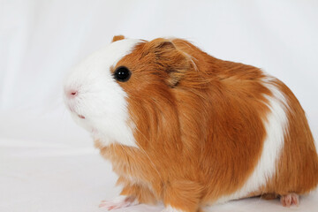 Red-white guinea pig on a white background