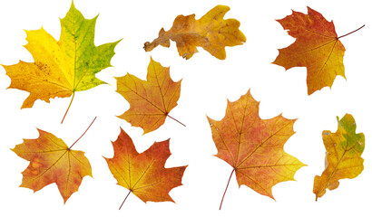 Naklejka na ściany i meble Various autumn leaves isolated on white background collection