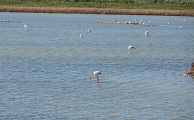 Small lake in the natural oasis of Vendicari with many pink flamingos