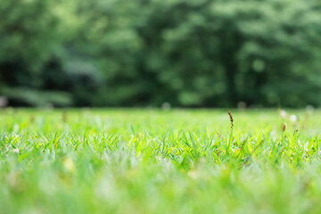 緑色が鮮やかな春の植物