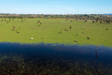 Aerial view of the flooded pasture with horses, Lonjsko polje, Croatia