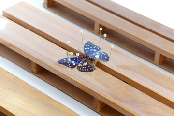 展翅板での蝶の標本づくり（オオムラサキ）