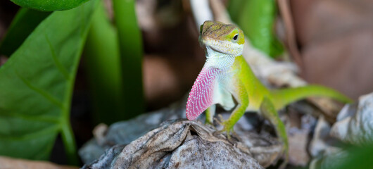 Gecko attracting a mate with copy space