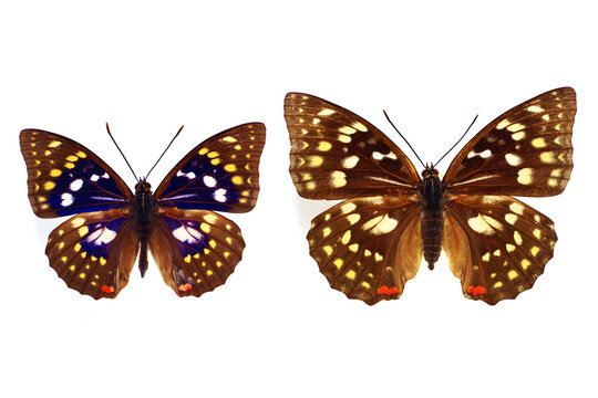 大紫蝶」の写真素材 | 307件の無料イラスト画像 | Adobe Stock