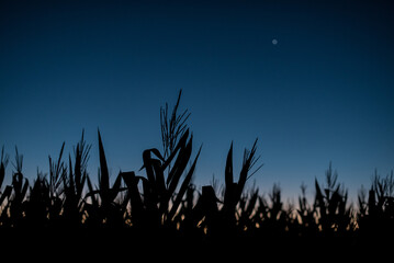 cornfield at dusk