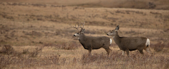 Male and female mule deer
