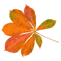 Autumn leaf. An imprint of a natural dry chestnut leaf.