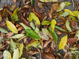 jesienne kolorowe liście leżące na leśnej ściółce