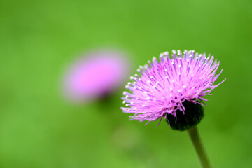 初夏のピンク色