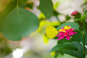 ランタナの花の蜜を吸うキチョウ