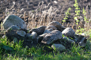 Steine vom Feld am Wegesrand 