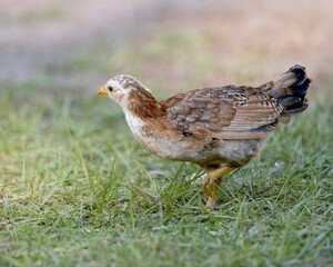 A small free range chick in the grass