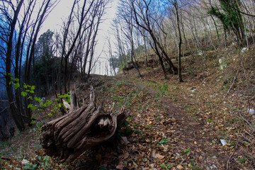 old chestnut trunk in wood italy