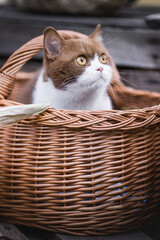 Katze im Korb