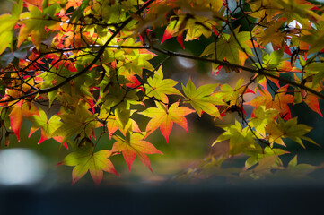 天野山金剛寺（大阪府河内長野市）の紅葉