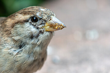 House sparrow after feeding in close up