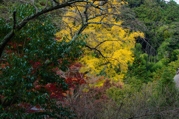 天野山金剛寺（大阪府河内長野市）の紅葉