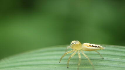 A jumping spider (Telamonia festiva) is looking around on a blade of grass