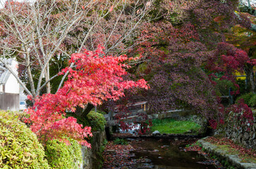 天野山金剛寺(大阪府河内長野市)の紅葉