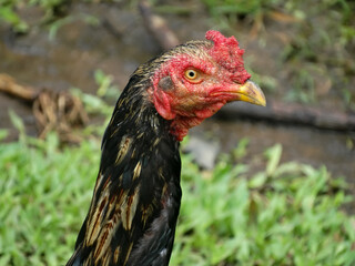 range chicken