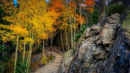 autumn in the forest